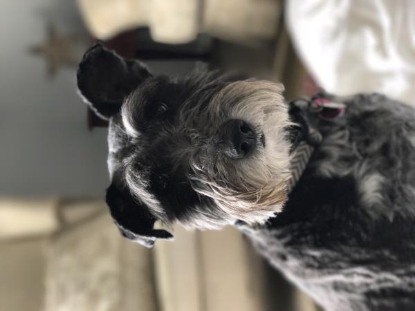 /Images/uploads/Humane Society of Utah/HSU2018/entries/4530thumb.jpg
